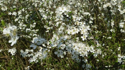 Départ Arche De La Nature, Parking à Yvré-l'Évêque